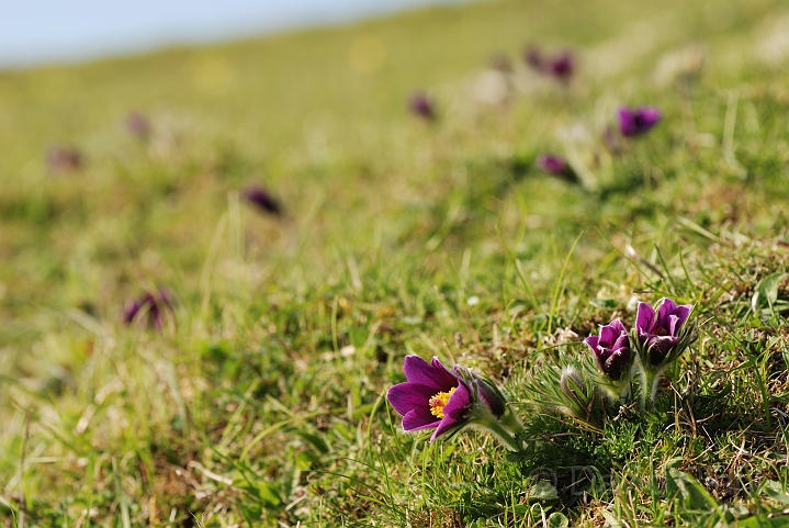 Pasque flower view - D.jpg - Pasque flowers in grassland - Bedfordshire
